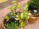 Arbore magic persan tuns