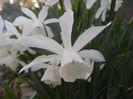 Narcissus Thalia (2018, April 13)
