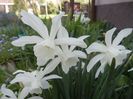 Narcissus Thalia (2018, April 13)
