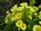 Primula polyanthus Yellow (2018, Apr.12)