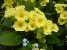 Primula polyanthus Yellow (2018, Apr.15)