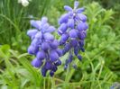 Muscari armeniacum (2018, April 13)