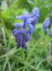 Muscari armeniacum (2018, April 13)