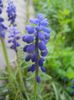 Muscari armeniacum (2018, April 13)