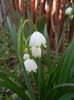 Leucojum aestivum (2018, April 13)