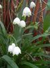 Leucojum aestivum (2018, April 15)