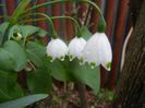 Leucojum aestivum (2018, April 15)