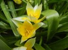 Tulipa Tarda (2018, April 13)