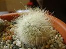 Mammillaria senilis
