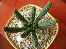Euphorbia inermis