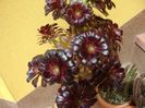 Aeonium arboreum v. atropurpureum Schwarzkopf