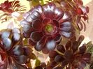 Aeonium arboreum v. atropurpureum Schwarzkopf