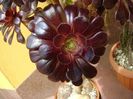 Aeonium arboreum v. atropurpureum Schwarzkopf