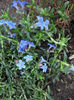 Lithodora
