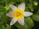 Tulipa Lilac Wonder (2018, April 15)