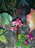 Bergenia