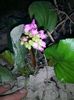 Bergenia