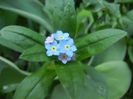 Myosotis alpestris (2018, April 13)