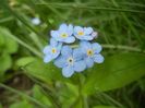 Myosotis alpestris (2018, April 15)