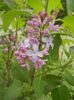 Syringa vulgaris_Lilac (2018, April 15)