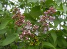 Syringa vulgaris_Lilac (2018, April 15)