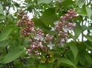 Syringa vulgaris_Lilac (2018, April 15)