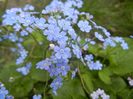 Brunnera macrophylla (2018, April 15)