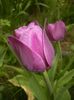 Tulipa Purple Flag (2018, April 15)