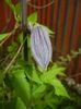 Clematis Pamela Jackman (2018, Apr.15)