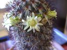 Mammillaria microhelia