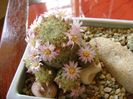 Mammillaria schiedeana ssp. giselae