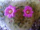 Mammillaria carmenae