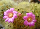Mammillaria carmenae