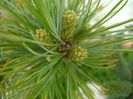 Pinus Shizukagoten