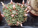 Mammillaria painteri