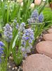 Muscari Blue Spike