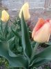 IMG-20180413-WA0011