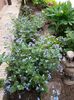 Brunnera macrophylla( Jack Frost+Kings Ransom)