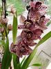 Cymbidium Magic Vogel