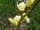 magnolia Yellow Lantern