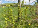 ribes aureum