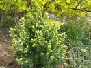 picea Rainbow's End