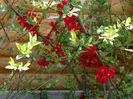 chaenomeles Crimson and Gold