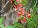chaenomeles Salmon Horizon