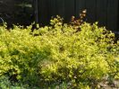 spiraea Gold Mound