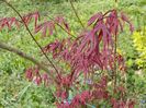 acer palmatum Trompenburg