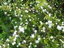 prunus glandulosa Alba Plena