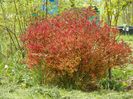 spiraea Magic Carpet