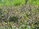 glechoma hederacea