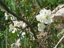 chaenomeles Nivalis